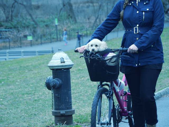 cachorro na bicicleta